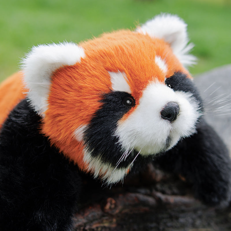 Red Panda Weighted Plush – 2.5 lb